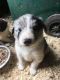 Border Collie Puppies for sale in Kentucky Dam, Gilbertsville, KY 42044, USA. price: NA