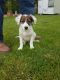 Border Collie Puppies for sale in Beaverton, OR, USA. price: NA