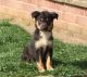 Border Collie Puppies for sale in El Paso, TX, USA. price: NA