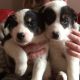 Border Collie Puppies for sale in Dallas, TX, USA. price: NA