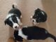 Border Collie Puppies for sale in Marysville, WA, USA. price: $340
