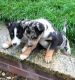 Border Collie Puppies for sale in Pocatello, ID, USA. price: NA