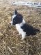 Border Collie Puppies for sale in Bloomfield, NJ, USA. price: NA