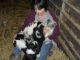 Border Collie Puppies for sale in Marysville, WA, USA. price: NA