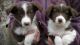 Border Collie Puppies for sale in FL-436, Casselberry, FL, USA. price: NA