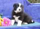 Border Collie Puppies for sale in Detroit, MI, USA. price: NA