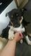 Border Collie Puppies for sale in Pittsburgh, PA, USA. price: NA