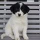 Border Collie Puppies for sale in Canton, OH, USA. price: NA