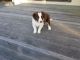 Border Collie Puppies for sale in Rice, MN 56367, USA. price: NA