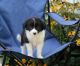 Border Collie Puppies for sale in 10001 US-4, Whitehall, NY 12887, USA. price: NA