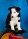Border Collie Puppies for sale in Nevada St, Newark, NJ 07102, USA. price: NA
