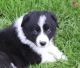Border Collie Puppies for sale in Albuquerque, NM 87101, USA. price: NA