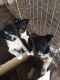 Border Collie Puppies for sale in Arlington, VA, USA. price: NA