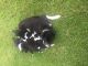 Border Collie Puppies for sale in Ferndale, WA, USA. price: NA