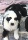 Border Collie Puppies for sale in Hartford, CT 06120, USA. price: NA