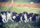 Border Collie Puppies for sale in Ferndale, WA, USA. price: $400