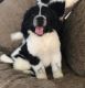 Border Collie Puppies for sale in Florida City, FL, USA. price: NA