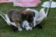 Border Collie Puppies for sale in Birmingham, AL, USA. price: NA