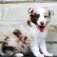 Border Collie Puppies for sale in Grass Lake, MI 49240, USA. price: NA