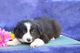 Border Collie Puppies for sale in Boston, MA, USA. price: $587