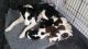 Border Collie Puppies for sale in Manchester, NH, USA. price: $500