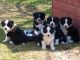 Border Collie Puppies for sale in Las Vegas, NV 89109, USA. price: NA