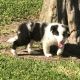 Border Collie Puppies for sale in Dover, DE, USA. price: $500
