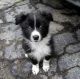 Border Collie Puppies for sale in Chicago, IL, USA. price: NA