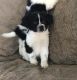 Border Collie Puppies for sale in SD-244, Keystone, SD 57751, USA. price: NA