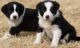Border Collie Puppies for sale in New York County, New York, NY, USA. price: NA
