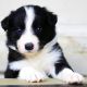Border Collie Puppies for sale in South Dakota Ave NE, Washington, DC, USA. price: NA