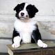 Border Collie Puppies for sale in Pennsylvania Ave, Brooklyn, NY, USA. price: NA