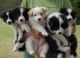 Border Collie Puppies for sale in Califa St, Los Angeles, CA 91601, USA. price: NA
