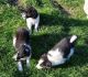 Border Collie Puppies for sale in Portland, OR 97201, USA. price: NA