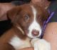 Border Collie Puppies for sale in Mountain Lake, MN 56159, USA. price: NA