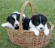Border Collie Puppies for sale in Manitowoc, WI 54220, USA. price: NA