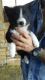 Border Collie Puppies for sale in Hesperia, MI 49421, USA. price: $300
