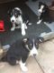 Border Collie Puppies for sale in Clifton Ave, Clifton, NJ, USA. price: NA