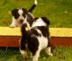 Border Collie Puppies for sale in San Antonio, TX 78224, USA. price: NA