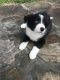 Border Collie Puppies for sale in Atmore, AL 36502, USA. price: NA