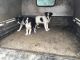 Border Collie Puppies for sale in Las Vegas, NV, USA. price: $300