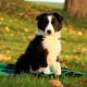 Border Collie Puppies for sale in Black River Falls, WI 54615, USA. price: NA