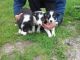 Border Collie Puppies for sale in New Orleans, LA, USA. price: NA