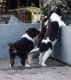 Border Collie Puppies for sale in New Orleans, LA, USA. price: NA