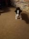 Border Collie Puppies for sale in Mesa, AZ, USA. price: NA