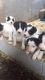 Border Collie Puppies for sale in TX-249, Houston, TX, USA. price: NA