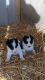 Border Collie Puppies for sale in TX-249, Houston, TX, USA. price: NA