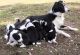 Border Collie Puppies for sale in Millersburg, IN 46543, USA. price: NA