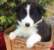 Border Collie Puppies for sale in Houston, TX, USA. price: NA