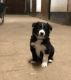 Border Collie Puppies for sale in San Francisco, CA, USA. price: NA